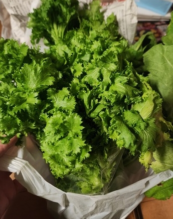 野菜と肉、どっちをたくさん食べる？