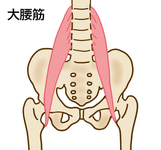 腰椎の安定には腹横筋